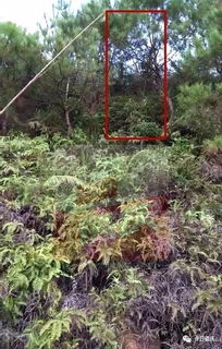 自己挖野花行不行？