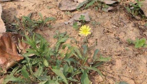 甲草胺对人体的影响