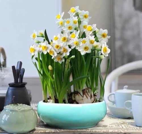 楼上天台种花攻略：既美观又好养的植物推荐