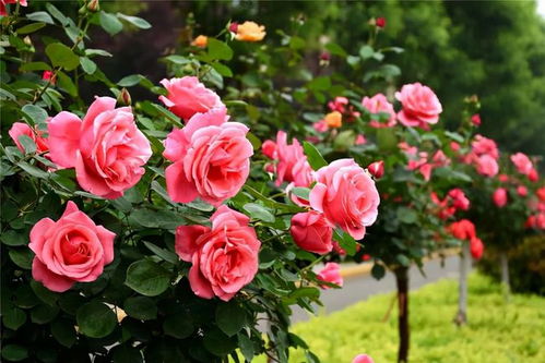 浇透水， 根系才Neng紧紧拥抱土壤