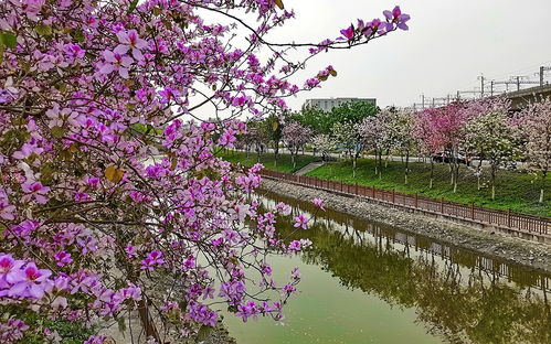 公园小河里的花品种揭秘