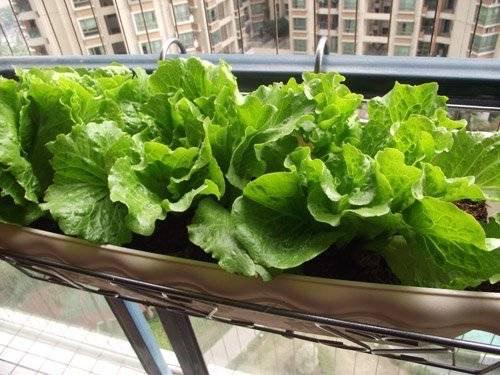 阳台种菜小记：三月春风里哪些蔬菜Zui应景？