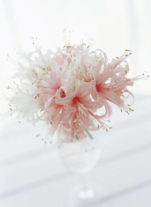 本土植物的生态基石作用