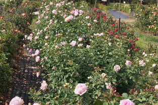 香水月季的土壤和基肥小秘籍