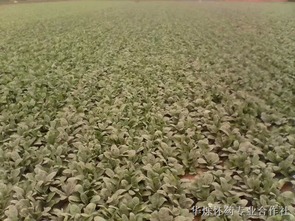 “生地种植宝典：花卉种植新宠，地栽首选！”