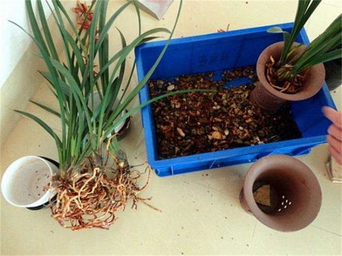 兰花换盆怎么办
