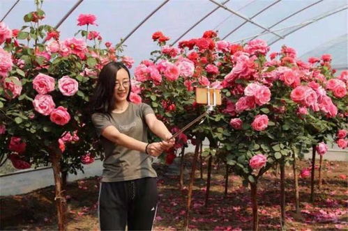 虎头崖镇：月季的家园