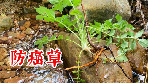 桃金娘功效强大？它的作用究竟有哪些