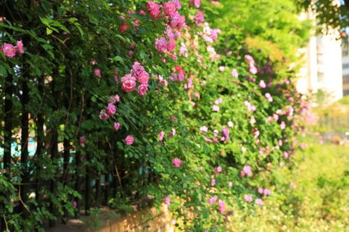 蔷薇花的颜色种类