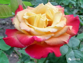 白圣诞， 白色月季