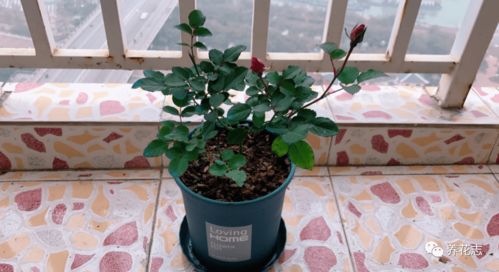 花多多2号， 促花好帮手