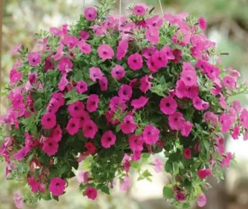 玫瑰花春季开花？原来花期有这么多讲究