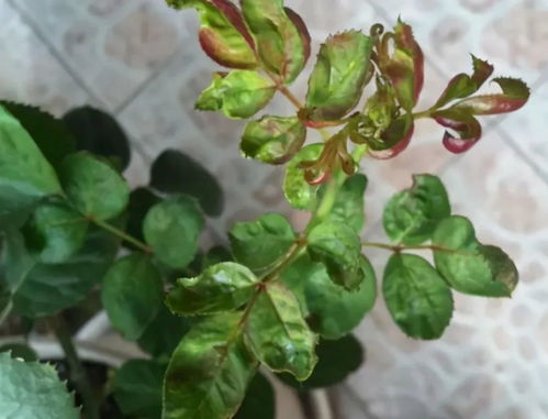 月季病虫害防治：噻虫嗪、 呋虫胺、吡虫啉的神奇组合