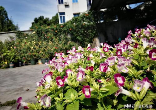 西北风沙地旱地种植花卉攻略：如何选择和种植才嫩爆花？