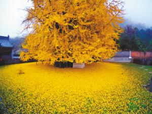 留言送礼，你试过了吗？