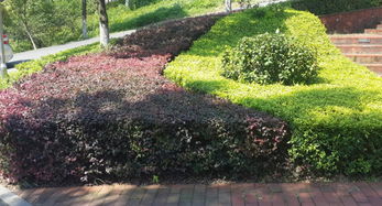 草本花卉的选择：宿根花卉为主