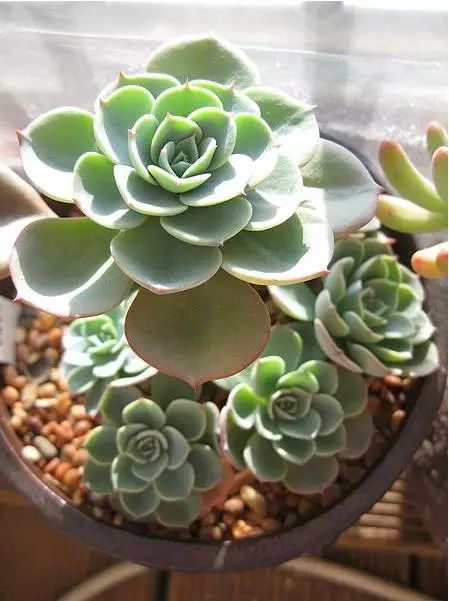 春天：万物复苏， 多肉也活跃