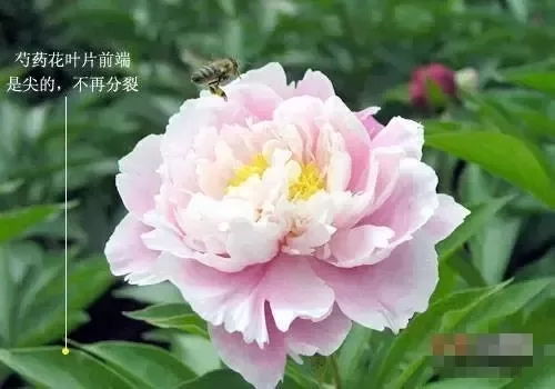 牡丹芍药冬季如何养护？如何让它们安全过冬