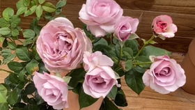 诱惑和薰衣苗蕾丝