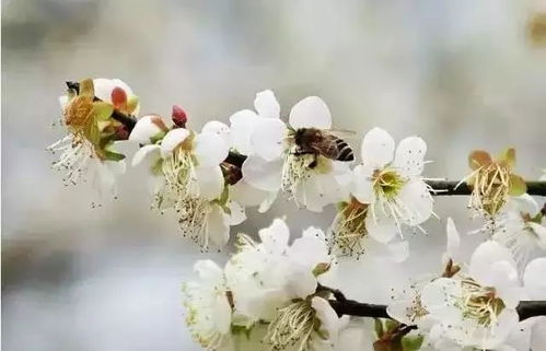 冬天什么花开放？这些花让你冬天也能赏花