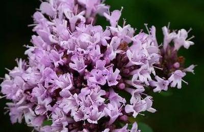 百里香种植时如何根据土壤、水分和光照条件进行科学养护