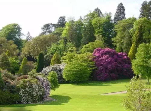 四、 耐湿地被植物