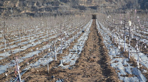 墒情陷阱：秋分不下雨，来年啃树皮可不是吓唬人！