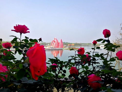 月季花开， 芬芳四溢