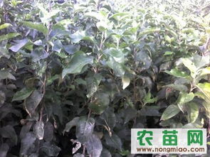 宁夏苗木网真是个好地方