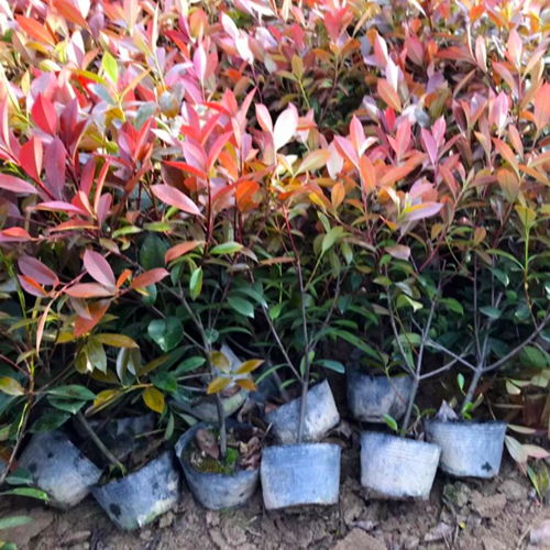 红叶石楠小苗价格之谜：揭秘定价依据