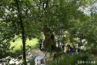 苗农老张的种植经验