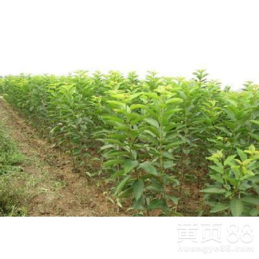 樱桃树的呵护， 从了解用药开始