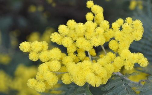 含羞草， 害羞的花儿