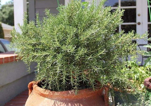 驱蚊盆栽选哪种？这几种植物让蚊子绕道走