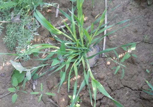 哪种价格实惠的小麦除草剂效果比较好？