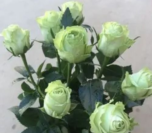 七朵玫瑰分别代表什么含义，它们传递的爱与美有何不同之处