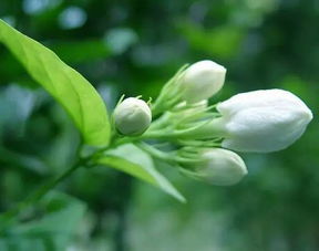 茉莉冬季落叶现象分析
