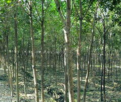 苗木市场， 价格透明