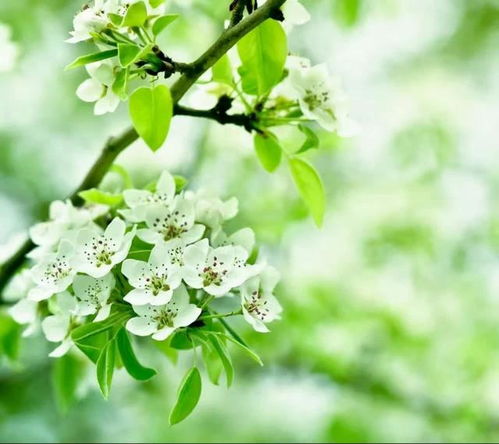 梨花与十二生肖的象征意义，探寻梨花在十二生肖中的神秘联系