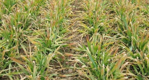 麦子叶子发黄的原因