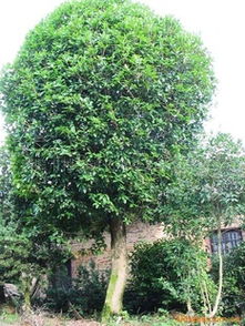 桂花树价格行情大揭秘