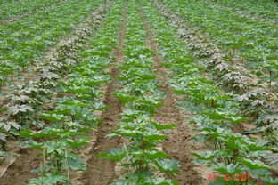 绿色种植， 未来之路