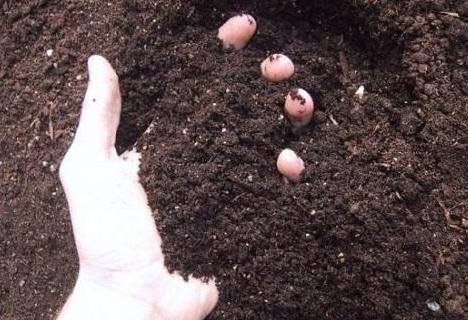 灵芝在哪种土壤和气候条件下生长最为适宜