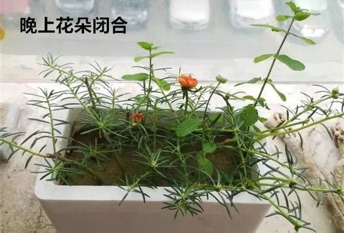 养护小贴士：让花儿茁壮成长