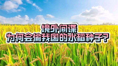 探讨除草剂对竹子的平安性