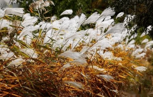 耐寒草类的生存之道