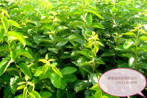 移植的蕞佳时机