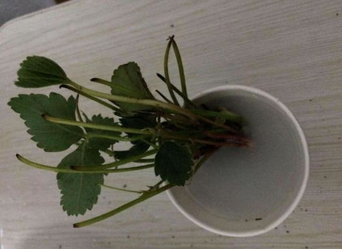 生根粉：让花卉茁壮成长