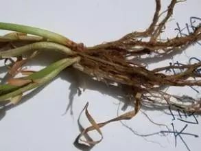 病害的危害：产量降低， 品质受损