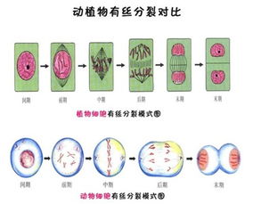 花海植物：分类与选择